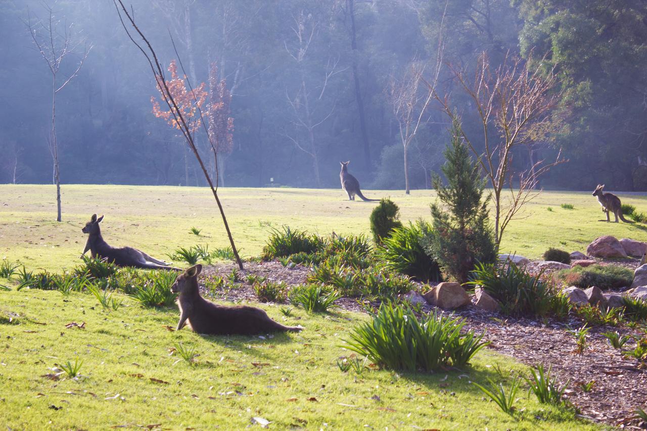 Marwood Villas Halls Gap Exterior foto